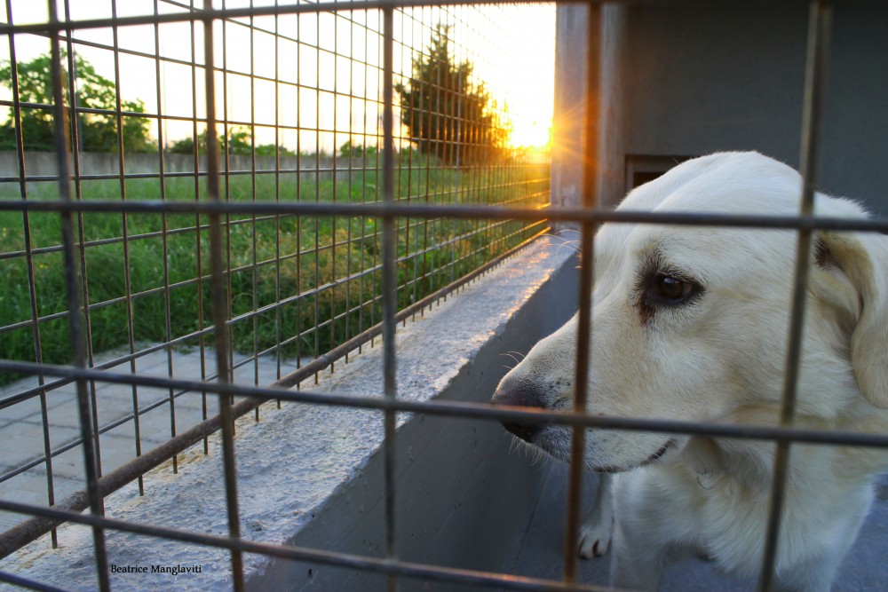 Comitato Cittadino di Volontariato a Tutela dei Cani di Mortara