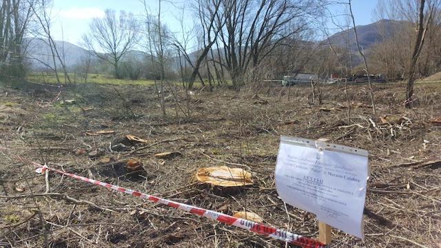 Morano Calabro (CS) – Tagliati pioppi in area protetta. Sequestrata l’area