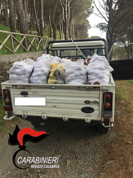 Bagaladi (RC) – Rubati circa 900 kg di pigne: 4 denunce