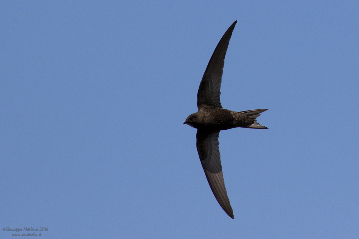 Bova (RC) – Torna il Festival dei Rondoni al Parco d’Aspromonte