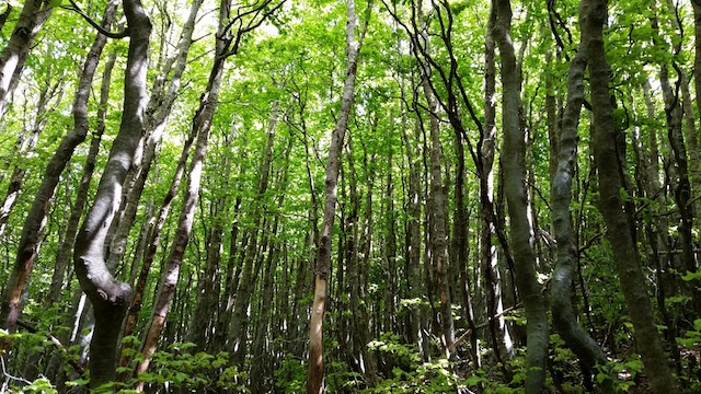 Parco Aspromonte – Al via l’iniziativa “Adotta il Bosco”