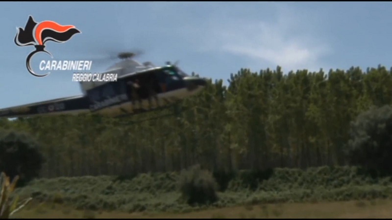 Laureana di Borrello (RC) - Maxi piantagione di canapa rinvenuta dai Carabinieri