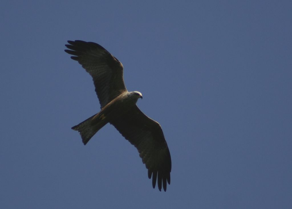 Il Nibbio Bruno sull’Aspromonte: un migratore atteso