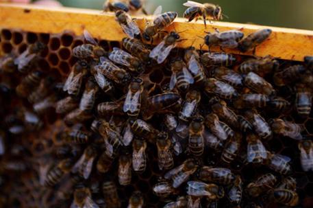 Polia (VV) – Trovato con arnie api rubate, denunciato