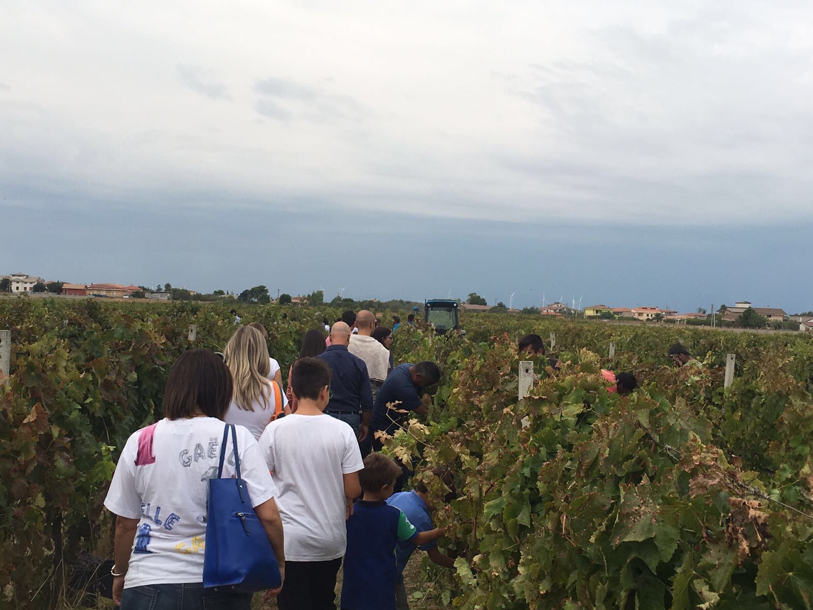 Cantine Aperte in Vendemmia
