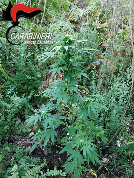 Cosoleto (RC) – 3 arresti per rinvenimento piantagione marijuana