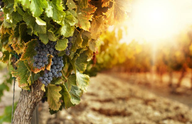 Slow Food, Cirò torna la vendemmia