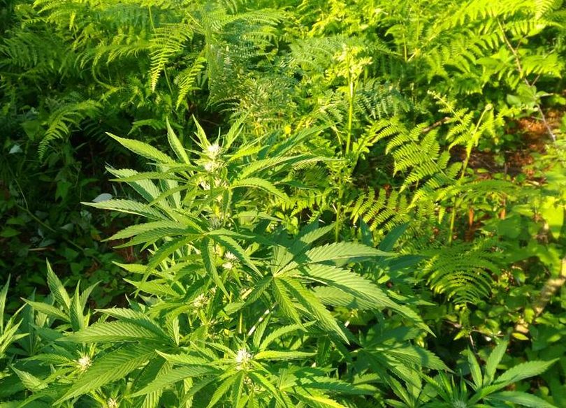 (FOTO) Rinvenuta piantagione cannabis nel reggino: piante di 2 metri e 150 kg