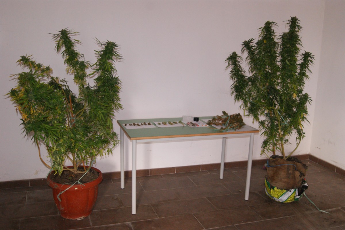 Maierato: coltivava cannabis, arrestato