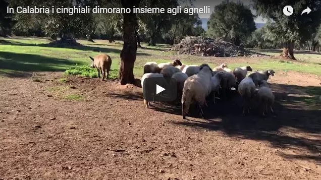 In Calabria i cinghiali dimorano insieme agli agnelli