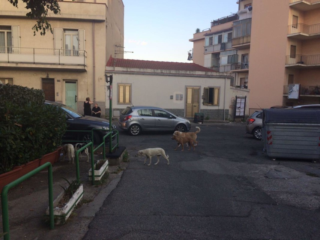 Reggio Calabria, allarme randagismo, la denuncia: che farà il Comune? (FOTO)