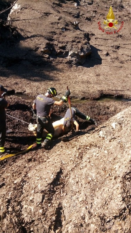 Vigili del fuoco salvano un bovino a Santo Stefano d’Aspromonte (FOTO)