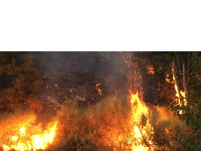 Cosenza – Costituito il Forum per la salvaguardia del patrimonio boschivo