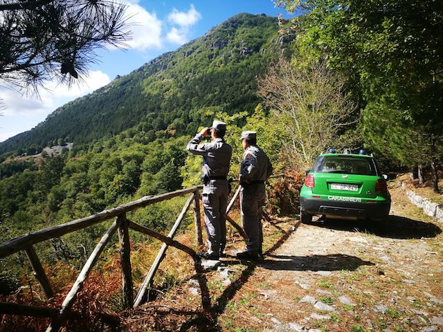 Mendicino (CS) – Furto aggravato di alberi di proprietà comunale, 3 indagati