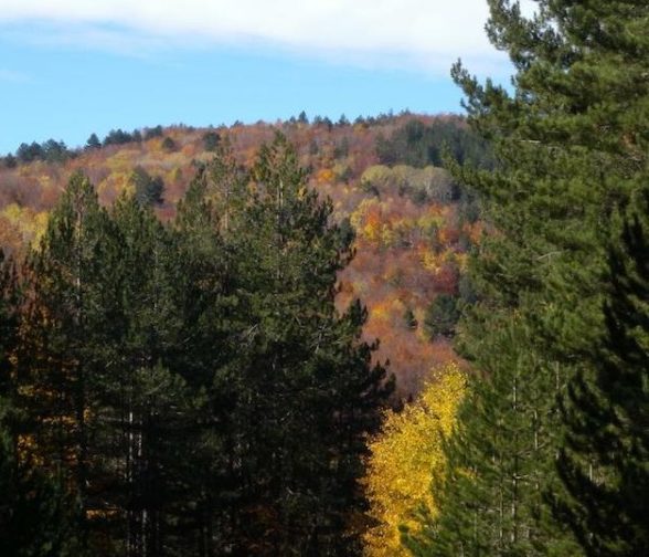 Parco Nazionale Sila rilancia candidatura a Sito Patrimonio dell’Umanità Unesco