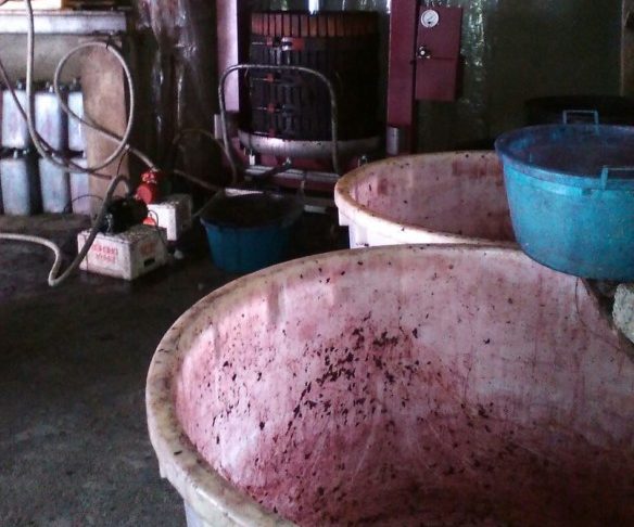 Sequestrati in Sila 6 quintali di mosto e oltre 600 litri di vino non in regola