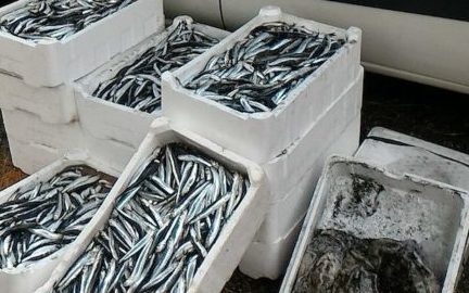 Palmi (RC) – Sequestrati circa 140 chilogrammi di prodotto ittico