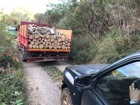 San Marco Argentano (CS) – Tagliano abusivamente alberi, tre denunce