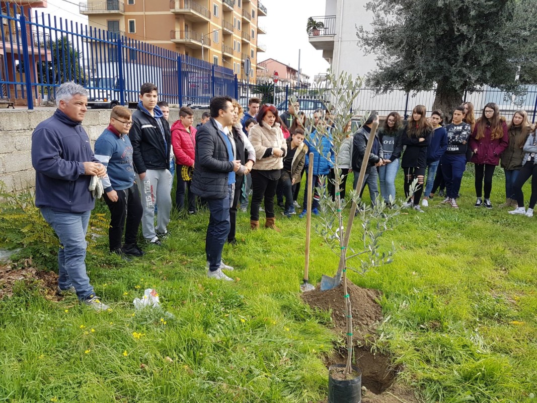 Crosia, un ulivo nel cortile di ogni scuola