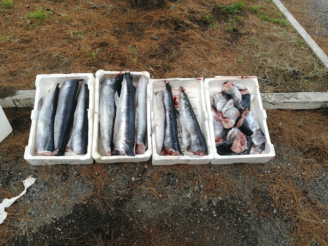 Gioia Tauro (RC) – Lotta alla pesca sottomisura, sequestrati 10 esemplari di spadini
