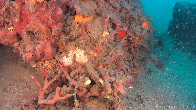 Marine strategy: scoperta sensazionale nella baia di Nicotera (FOTO)