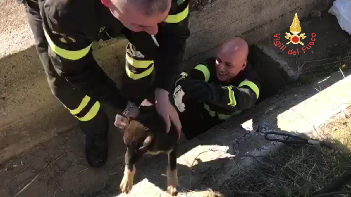 Cagnolino resta incastrato in un pozzetto stradale, salvato