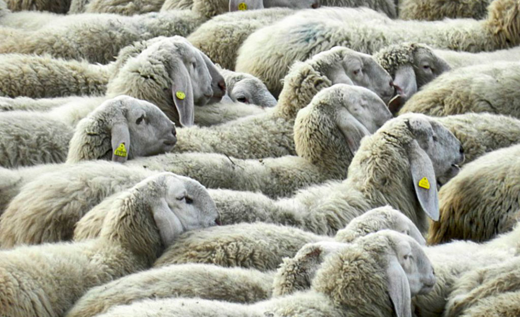 Casi di “pecora pazza” nel vibonese, Asp fa abbattere 4 capi