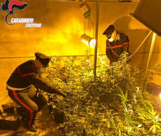 Cutro(Kr) – Rinvenuta una serra utilizzata per la coltivazione e confezionamento di marijuana: un arresto