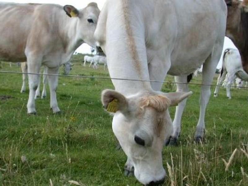 Agroalimentare: dalla Regione sostegno agli allevatori calabresi