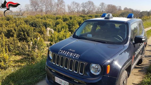 Area urbana di Corigliano. Sequestrati agrumeti occupati abusivamente. Sono 16 gli indagati