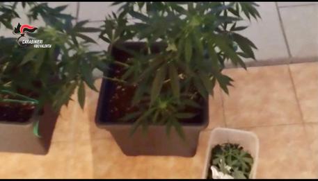 In garage “serra” per coltivare marijuana, arrestato