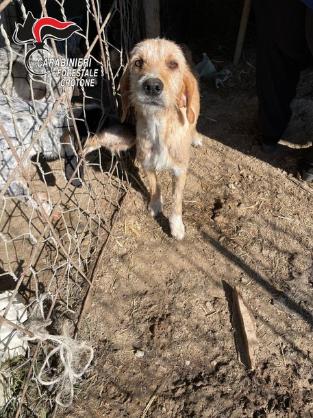 Cani e suini allevati in cattive condizioni, una denuncia