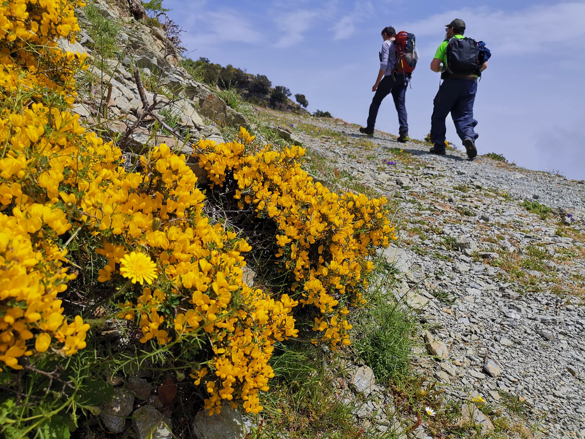 Il monitoraggio delle Guide del Parco d’Aspromonte per proteggere il lupo appenninico