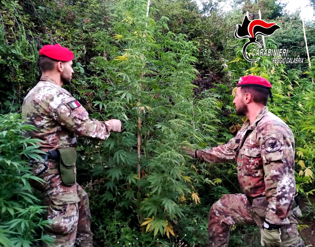 Scoperta una nuova piantagione di marijuana nel Reggino