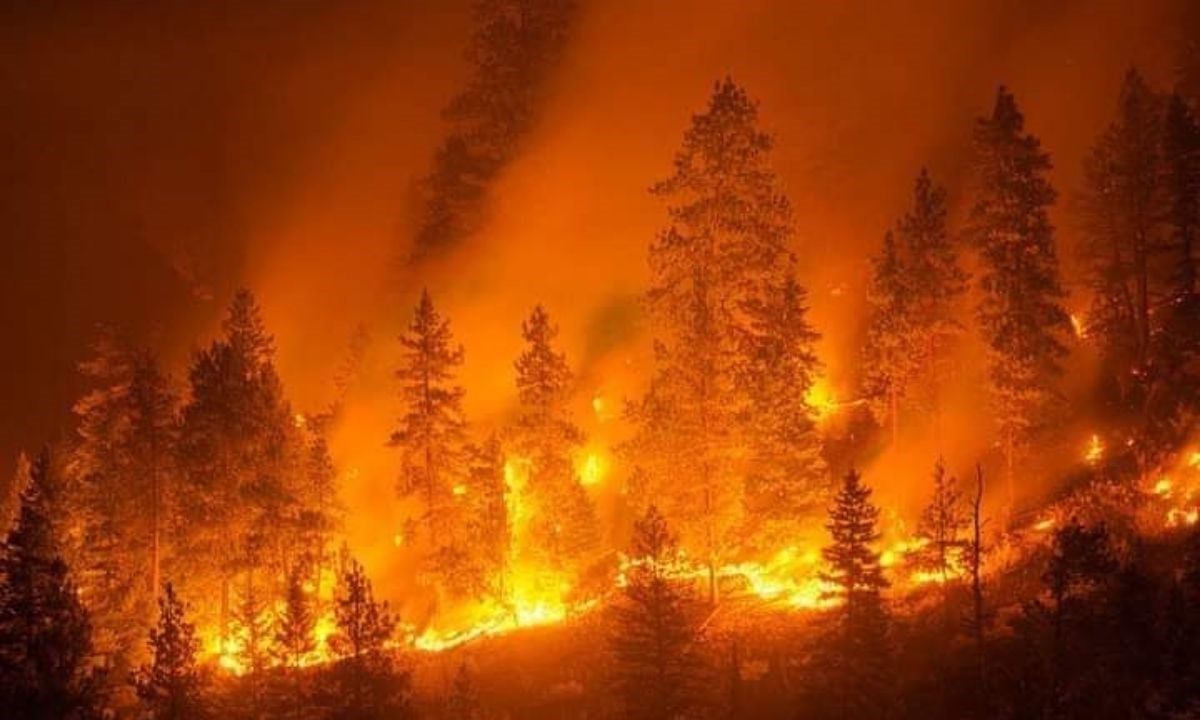 Reggio Calabria – Incendi nell’area Grecanica, Nucera: “Dolore immenso. Serve immediata ripartenza”
