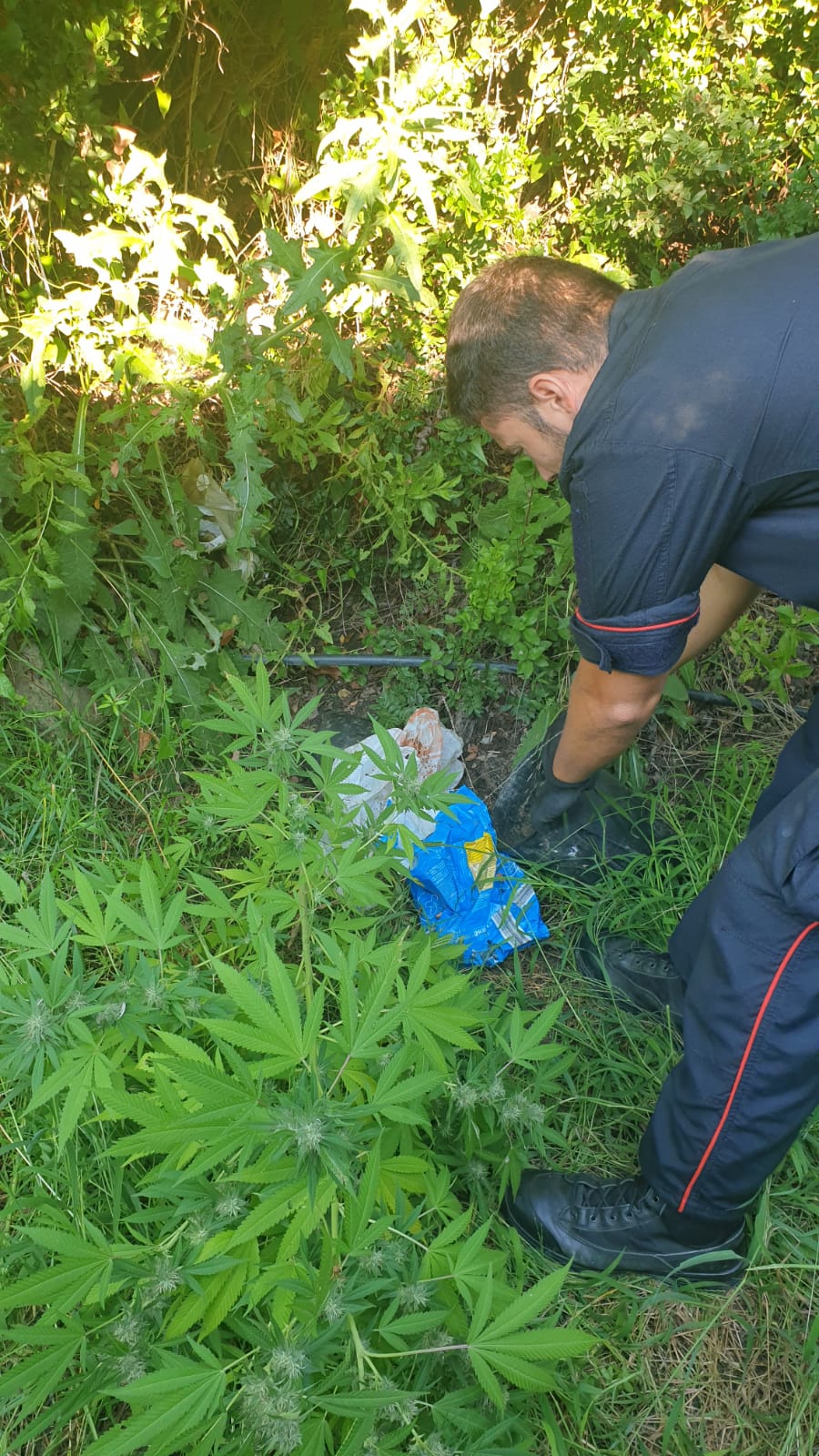 Scoperta piantagione di marijuana nel Crotonese: due arresti