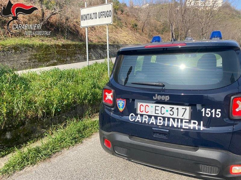 Montalto Uffugo: Cani per la custodia del gregge non dichiarati all’anagrafe, multato un allevatore