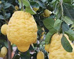 Torna l’appuntamento con la Festa della raccolta del Cedro