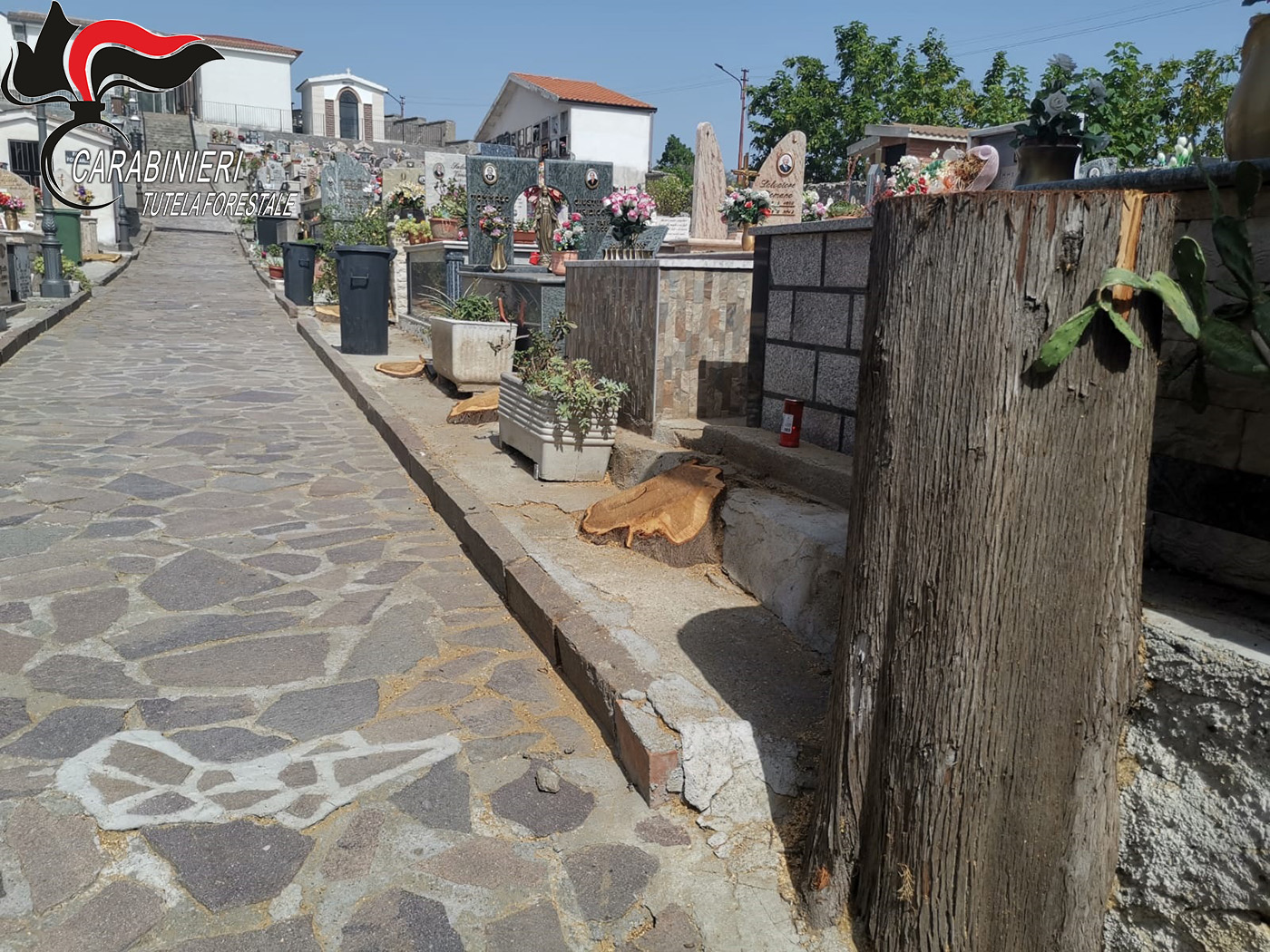 Taglio alberi al Cimitero, una denuncia nel Cosentino