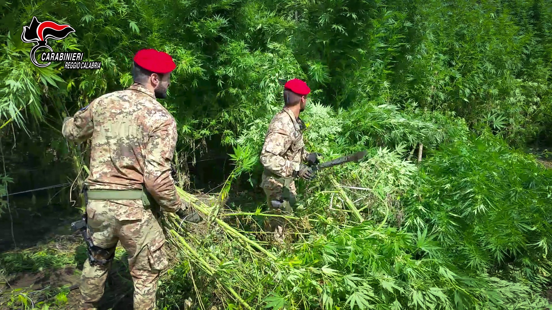 Mammola – Scoperta piantagione di marijuana, 4 custodie cautelari