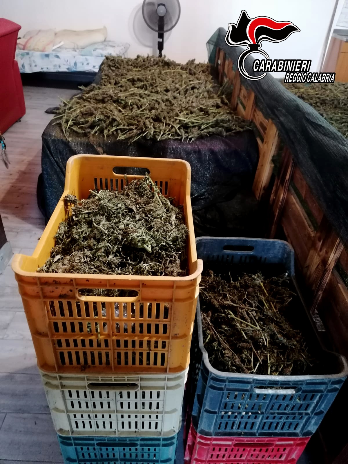 Rosarno (RC) – Impegnati nel trasporto e nella lavorazione della marijuana, quattro srresti