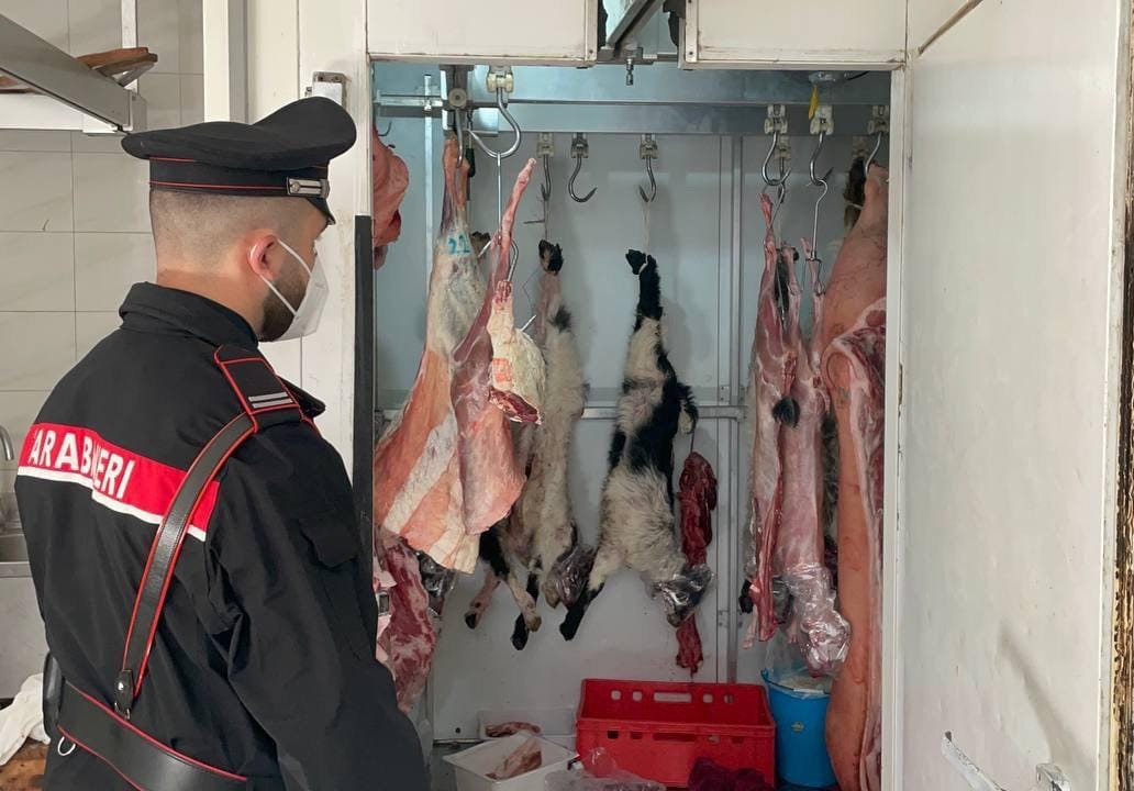 Maxi sequestro di 150 kg di carne in macelleria abusiva nel Reggino