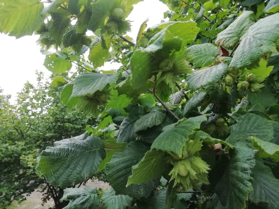 Le nocciole calabresi al Vinitaly