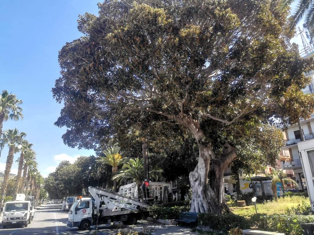 Reggio Calabria – Prosegue l’attività di manutenzione e cura sugli alberi del Lungomare Falcomatà