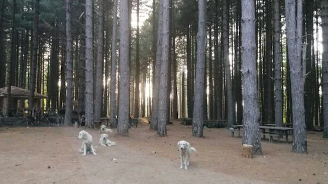 Ragazza sbranata dai cani, il pastore fa scena muta davanti al gip