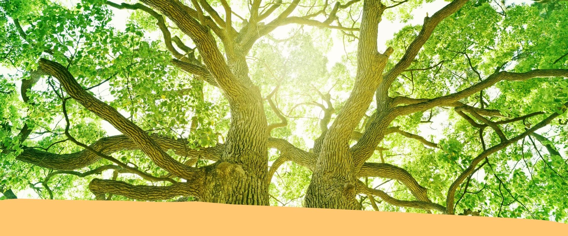 Cinquefrondi (RC) – 200 nuovi alberi per il rilancio ambientale in tutto il territorio