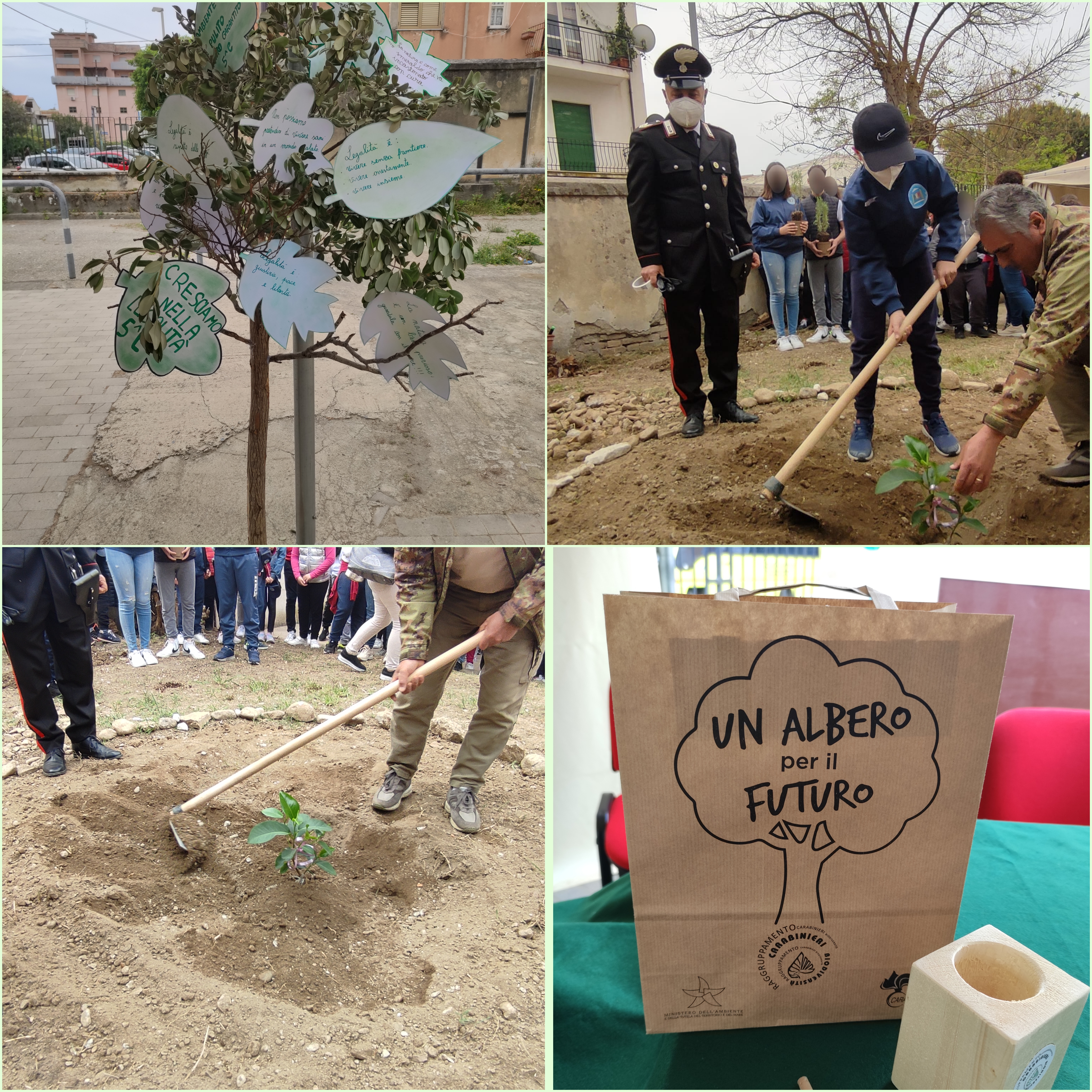 Piantumato “L’ albero di Falcone” presso la scuola primaria di Catona