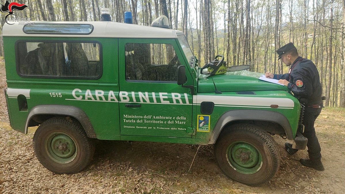 Taglio abusivo nel Parco Nazionale della “Sila”, una denuncia