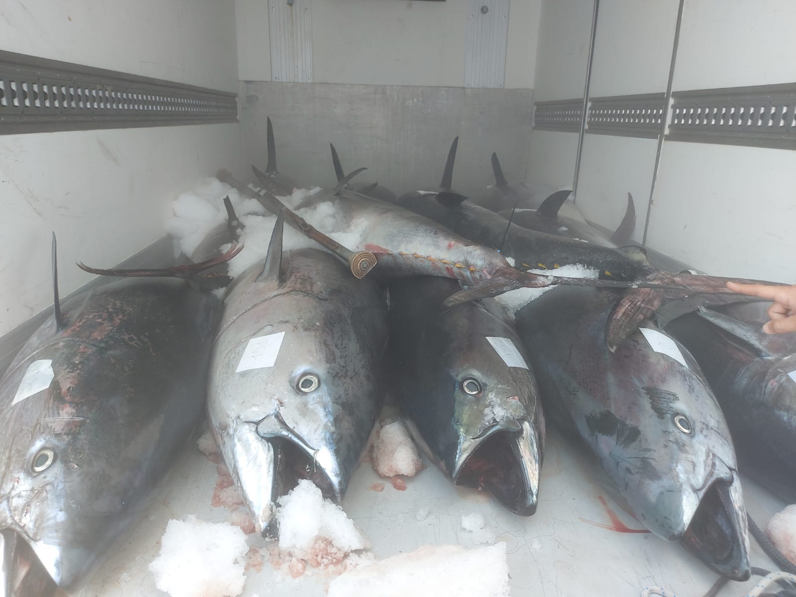 Reggio Calabria, sequestrati 20 quintali di tonno rosso: era privo di tracciabilità