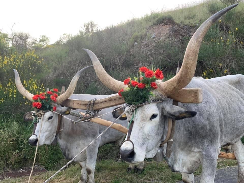 Cosenza – Laino Borgo, ritorna nel comune del Pollino, la suggestiva e folklorica processione delle “ntinne”